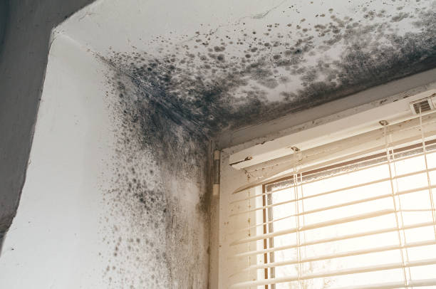 Affordable Basement Mold Removal solutions in Fulton, NY